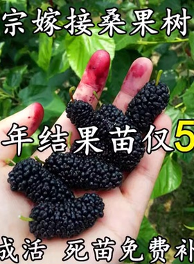 桑葚树苗南方北方种植四季盆栽食用桑树苗大叶超长黑桑水果白桑椹