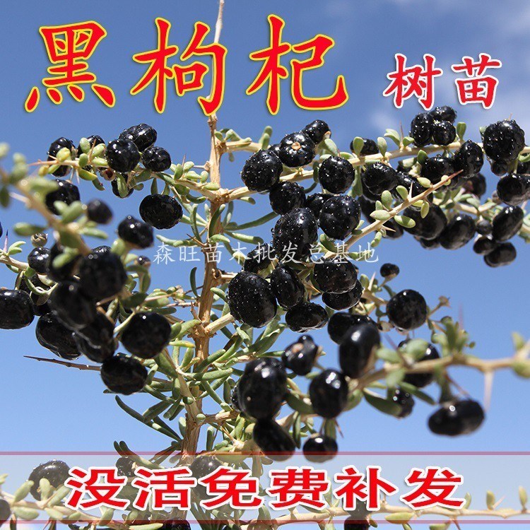 正宗新疆黑枸杞苗南北方种植包结果宁夏黑枸杞树苗地栽盆栽