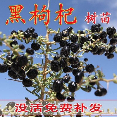 正宗新疆黑枸杞苗南北方种
