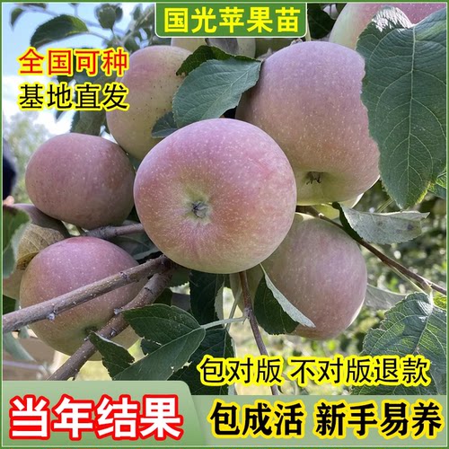 老品种国光苹果树苗嫁接耐