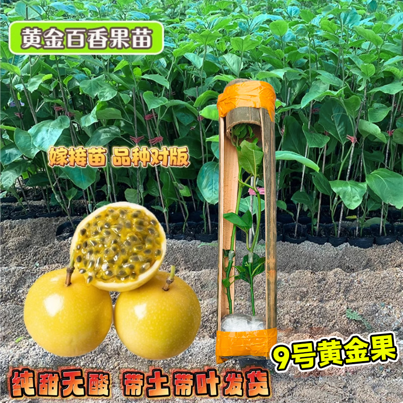 纯甜钦蜜9号黄金百香果树