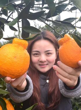 丑橘苗丑桔树苗不知火柑橘春见丑八怪粑粑柑树苗椪柑苗橘子苗