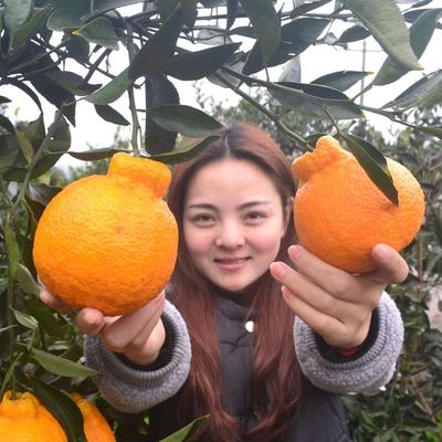 丑橘苗桔树不知火柑春见八