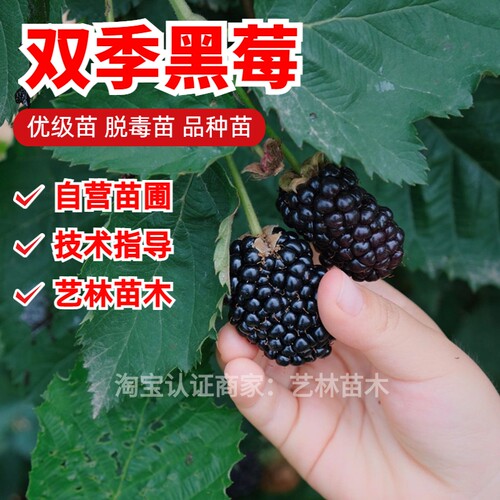 双季黑莓树活苗红特大野生