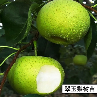早熟青皮梨树苗嫁接518翠玉梨树果苗梨树活苗南方北方种植果树苗
