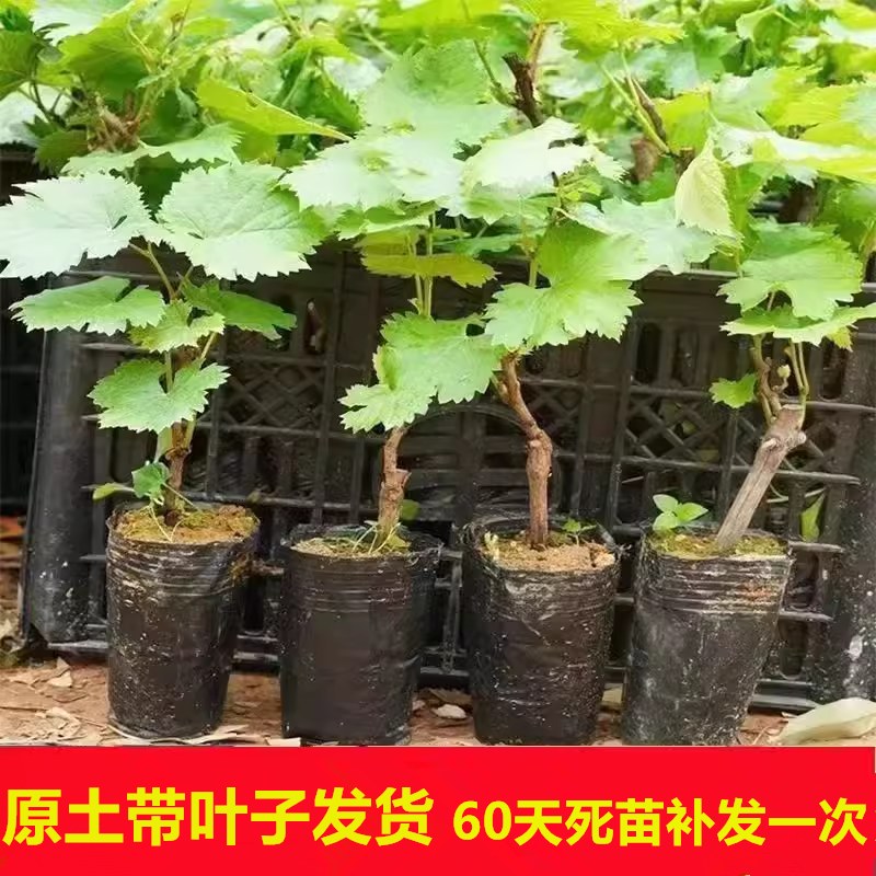 葡萄树苖阳光玫瑰蓝宝石小