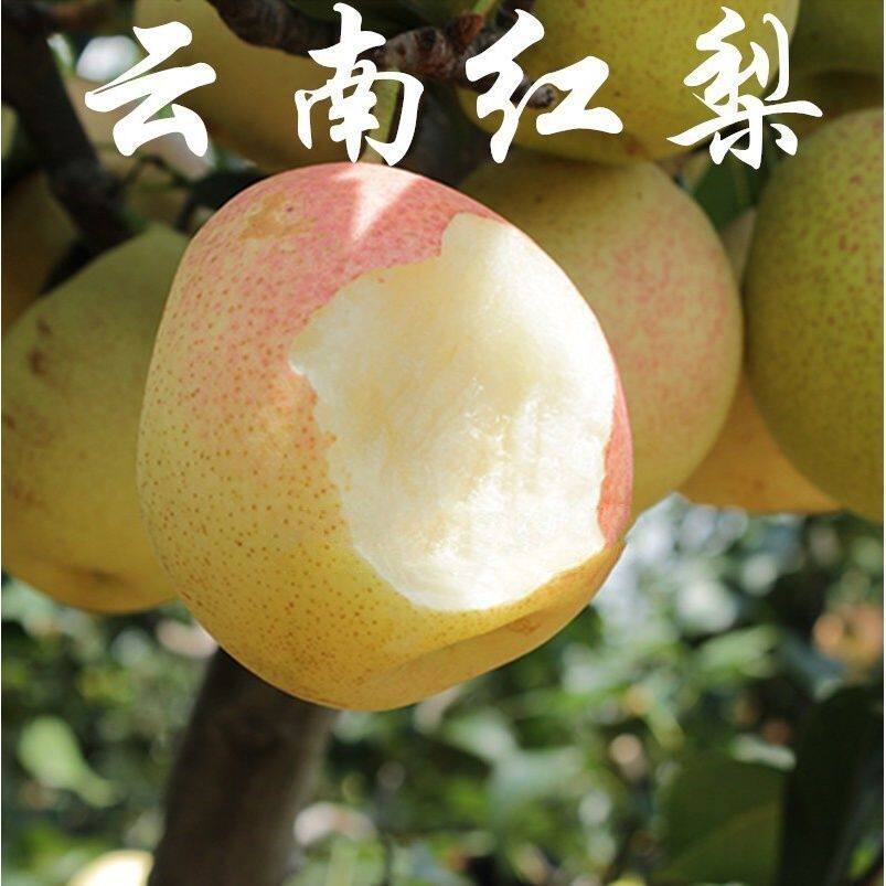 云南红梨苗嫁接红香酥梨树苗红皮梨苗红香梨苗南北方种植当年结果