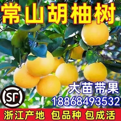 正宗胡柚树果苗常山嫁接