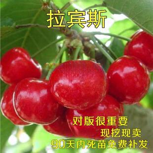 樱桃树基地大樱桃苗 拉宾斯樱桃苗果味脆甜 南方北方种植当年结果