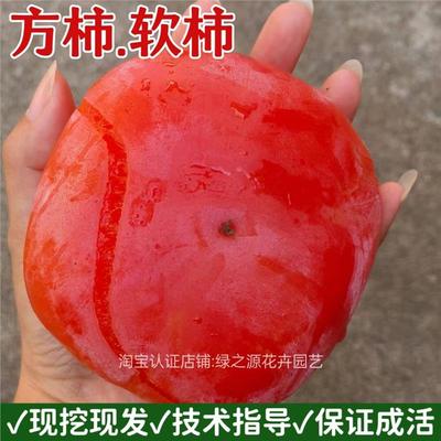 老品种方柿子树苗嫁接软糯