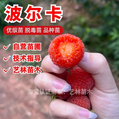 大果波尔卡双季红树莓苗盆
