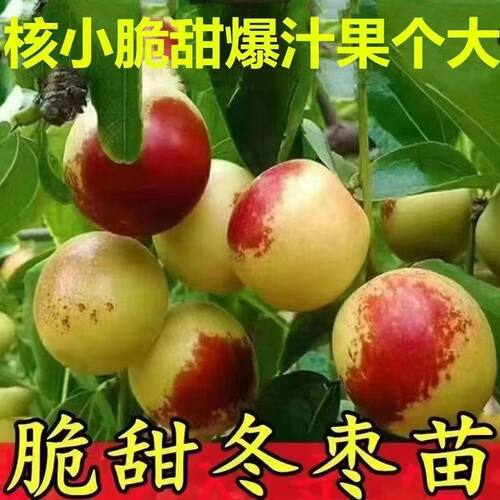 枣树苗三代沾化冬大果冰糖