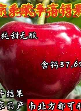 中华高钙果高钙水果苗农大钙果树苗盆栽地栽当年结果南方北方种植