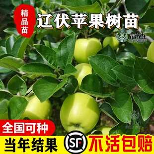 辽伏青苹果苗落花甜苹果苗老品种北南方苹果树苗盆栽地栽当年结果