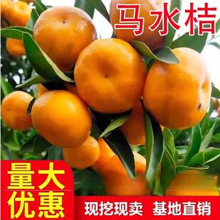 橘子树苗 马水桔树苗 阳春甜桔苗 马水桔子苗 南方种植 当年结果