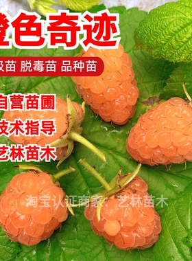 黄树莓果苗双季橙色奇迹树莓苗甜蜜盆栽覆盆子当年结果树耐寒地栽