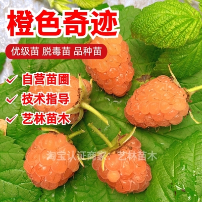 双季橙色奇迹树莓苗黄果甜