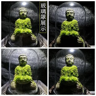 佛苔生态瓶闷养盆景桌p面办公室茶室户外植物摆件雨林生态缸微景