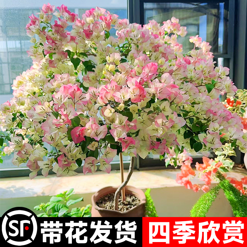 三角梅盆栽带花老k桩树苗重瓣红缨爬藤植物绿植室内外庭院阳台花