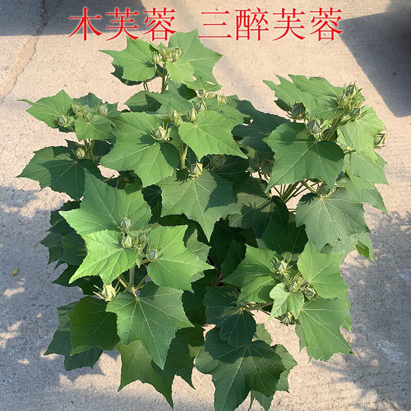 木芙蓉三醉芙蓉变色当年开花盆栽