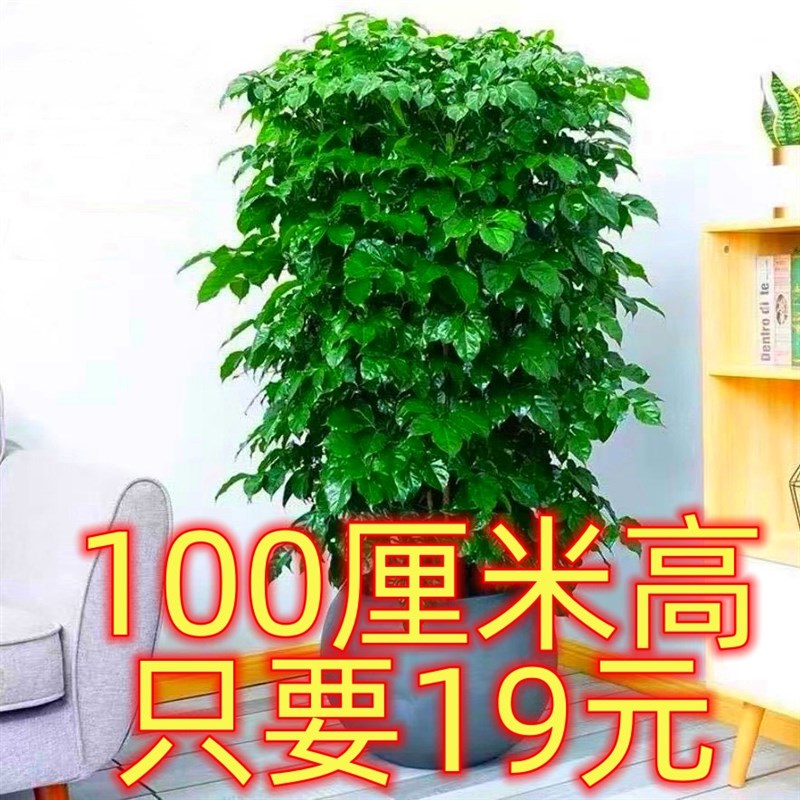 丛生独杆幸福树盆栽客厅大绿植室内办公室绿宝开业乔迁.新家吸甲