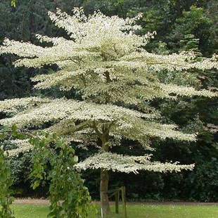 稀有品种别墅树灯台树苗花卉室外 庭院.四K季常绿.植物.南北方种