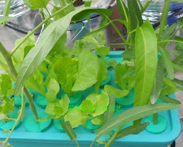 时尚24孔箱式气雾培设备阳台无土栽培种植箱简单好用生.长快种菜
