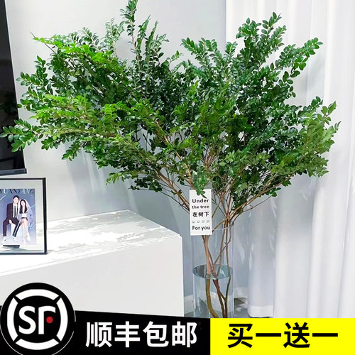 水培美男树苗鲜切枝m条植物室内客厅水养小绿植马醉木吊钟活树盆