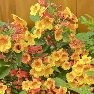 橙钟花直立大花型新品种凌霄花庭院花园阳台观花绿V植花期耐寒耐