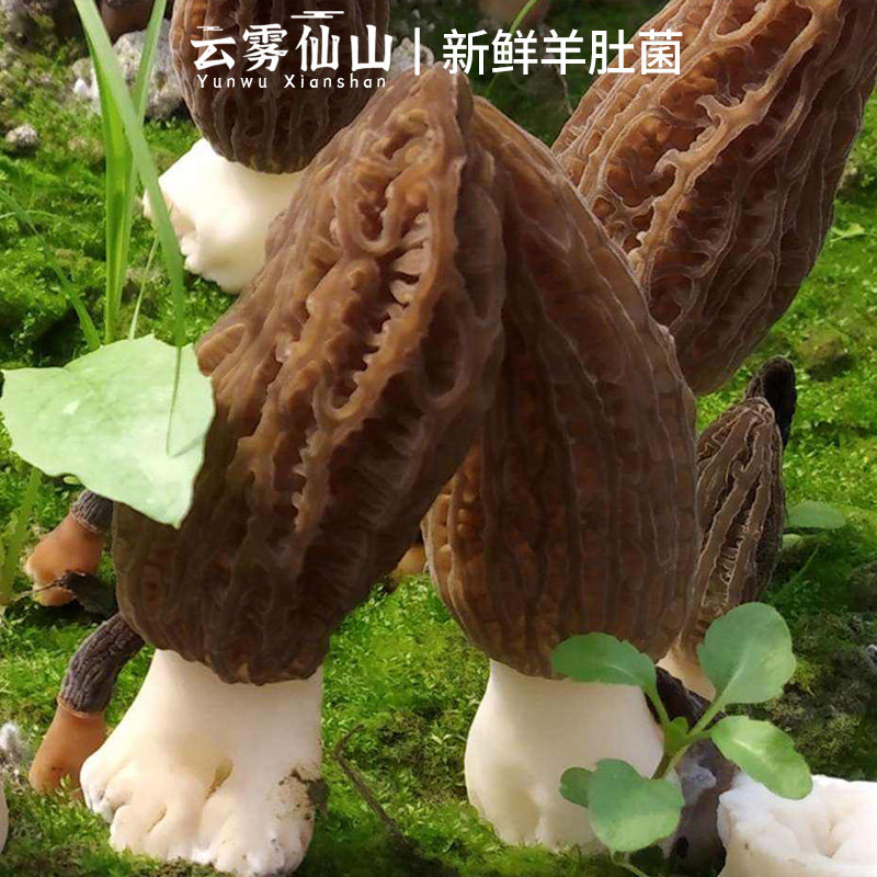 2026新鲜羊肚菌鲜货500g非干货野生牛肚菌菇羊肚蘑菇现摘现发顺丰