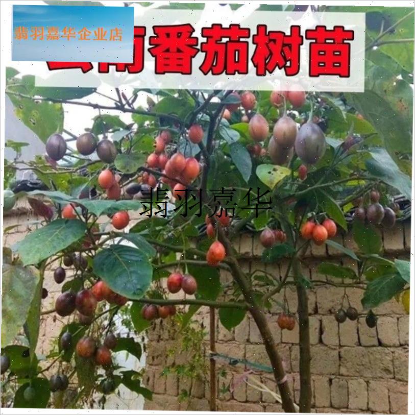 现货现发大树番茄苗子番茄树苗番茄云南特产U大树番绿植盆栽,