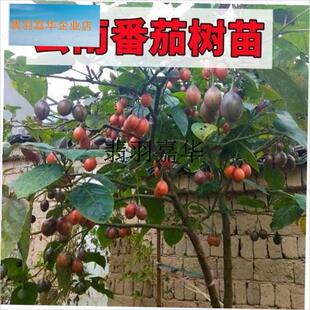 现货现发大树番茄苗子番茄树苗番茄云南特产U大树番绿植盆栽,