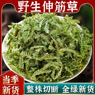 野生伸筋草中药材的功效与作用石松舒申筋骨生筋草粉小伸筋草泡脚
