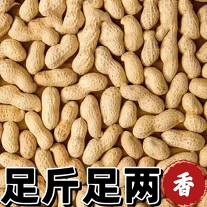 新货现炒现发铁锅原味炒花生特产柴火沙炒带壳花生