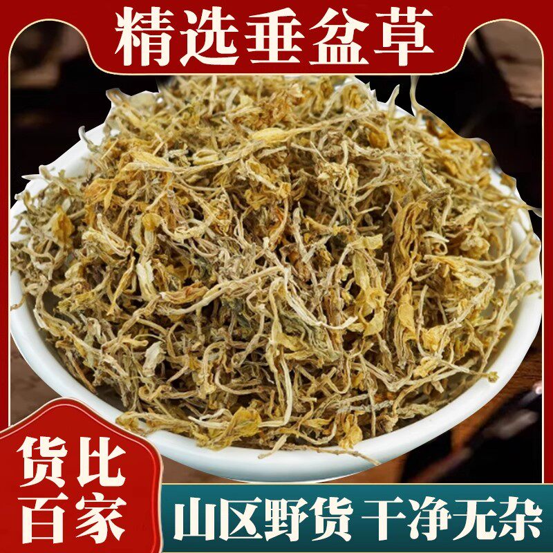垂盆草中药材正品深山野生新鲜干货锤盆草泡茶的功效与作用狗牙草