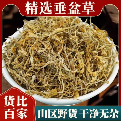 垂盆草中药材正品深山野生新鲜干货锤盆草泡茶的功效与作用狗牙草