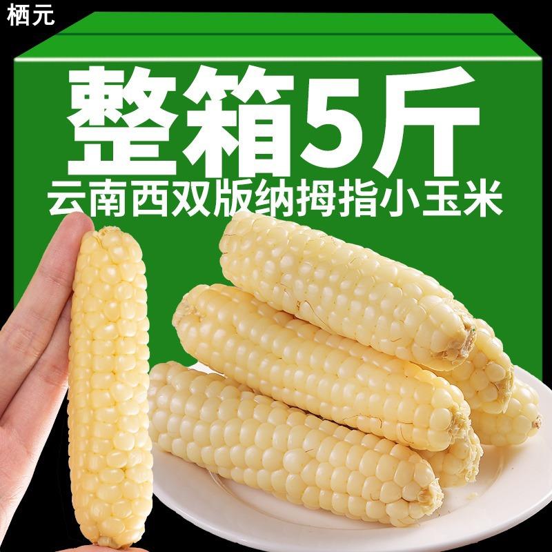 10斤拇指玉米甜糯新鲜云南香糯小