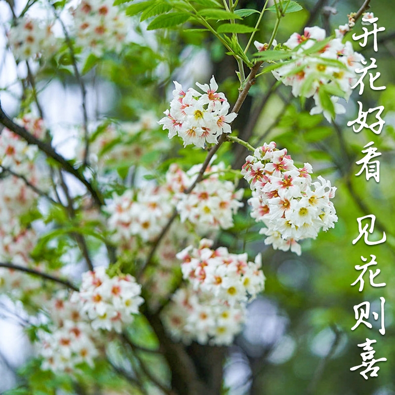 极速文冠果 文官l果 耐寒庭院花园植物 耐贫瘠 耐干旱 好养易活