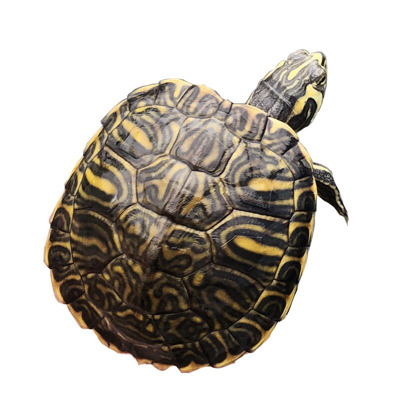 极速深水黄耳龟乌龟活物冷水长寿龟家养宠物招Q财小乌龟观赏吃粪