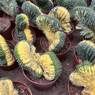 极速漳州嘟嘟仙人球【多闻柱缀化锦】X批 发量大