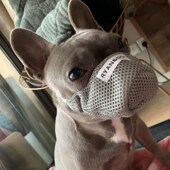 极速宠物狗e嘴套防雾霾尘防护狗嘴套出行防咬防叫可调节宠物嘴口