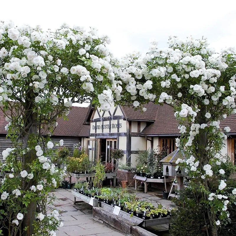 藤冰山白色月季花苗超浪漫新品大型藤本阳台庭院四季爬藤蔷薇玫瑰