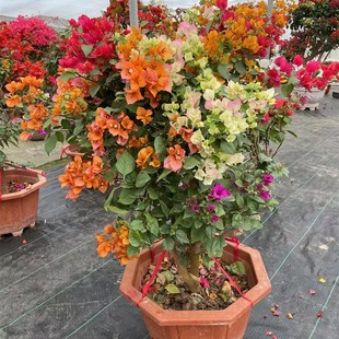 老庄多色三角梅品种好勤花好养室内室外都可X以养四季开花