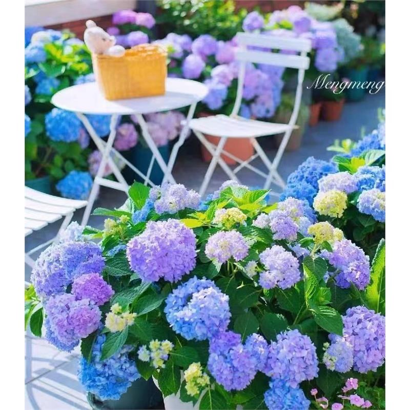 巨型无尽夏精品绣球花苗阳台特大花庭院别墅花园耐寒造.景花镜植