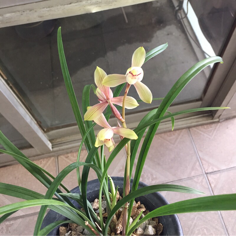 超香兰花四季红宋梅建兰花苗盆栽花卉绿植