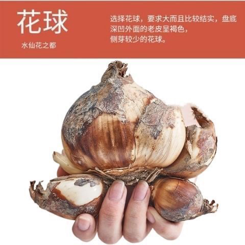 （花皇）水仙花种球室内阳台水培水仙盆栽花卉冬天种耐寒植物种子