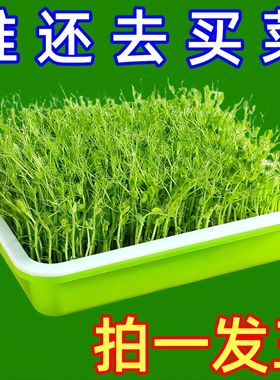 育苗盘豆芽发芽专用盆水培盒芽苗菜豌豆苗种植网格盘神器塑料托盘