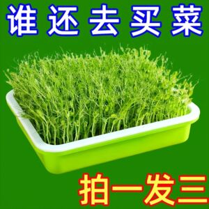 室内种菜盘栽家庭阳台