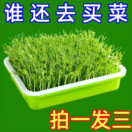 育苗盘豆芽发芽专用盆水培盒芽苗菜豌豆苗种植网格盘神器塑料托盘