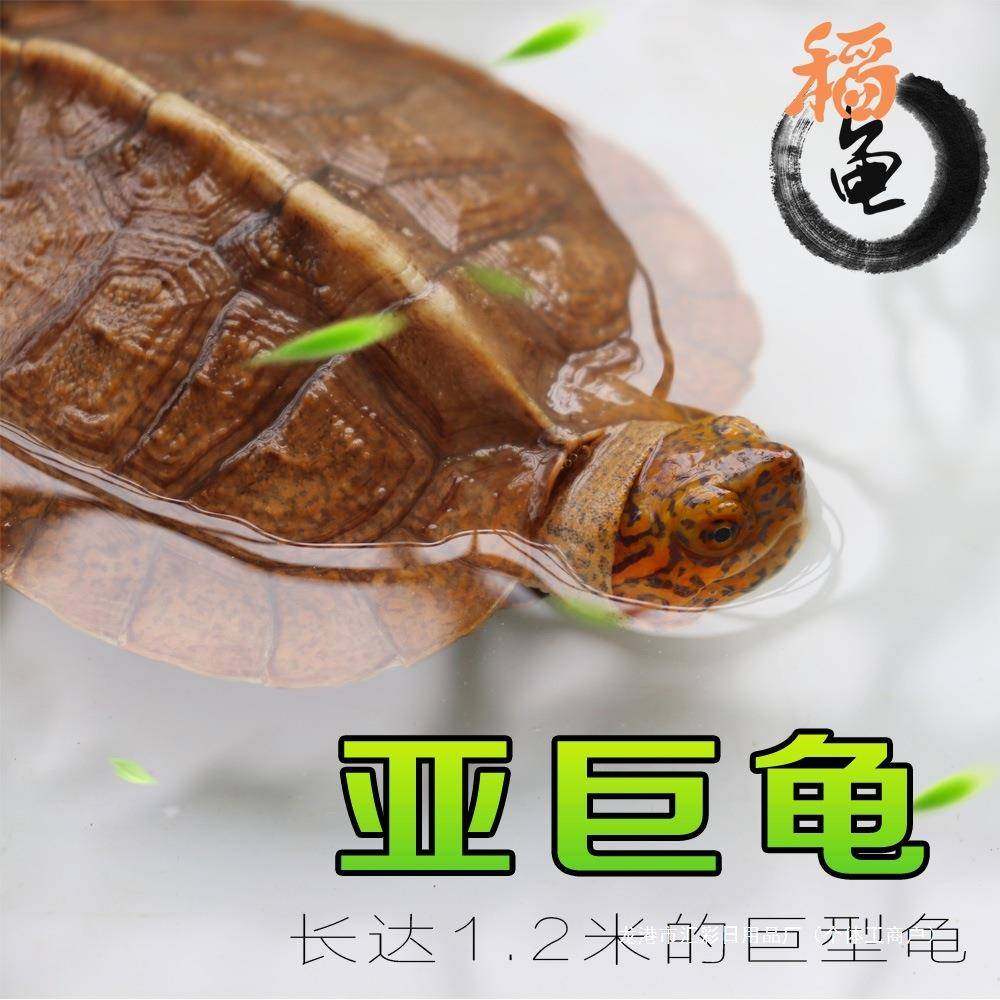 亚洲龟亚巨乌龟观赏种龟苗草龟素食吃蔬菜水果半水龟宠物,鲜花速递/花卉仿真/绿植园艺,其它园艺用品,淘宝优惠券,粉丝福利购,淘宝优惠卷